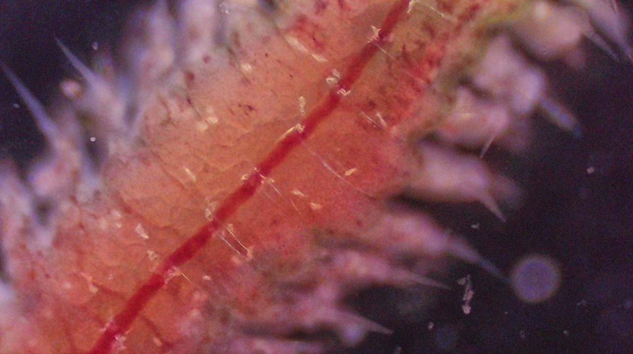 Dai fondali al cielo stellato: la metamorfosi del verme a pagaia